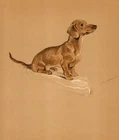 1940 Vintage Dachshund Print Wall Art Decor Lucy Dawson Illustration 6382u