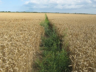 Foto A2 Fußweg Richtung Little Grays Farm Marshside\/TR2266 Dieser Weg um 2010