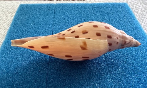 Nice & rare Voluta - Scaphella (Arenia) dubia - GOM trawler - 111mm - Picture 9 of 15