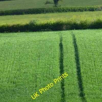Foto 12x8 Grasfeld Bluntshay fast bereit zum Schnitt für Silage. c2015