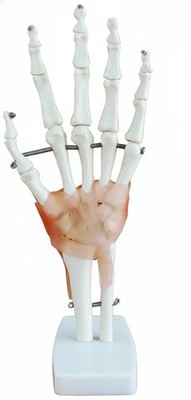 Anatomical Hand Joint Model with Ligaments for Medical Training