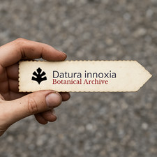 Datura innoxia | Downy Thorn Apple | Moonflower | 1000