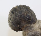 Photo 5/12