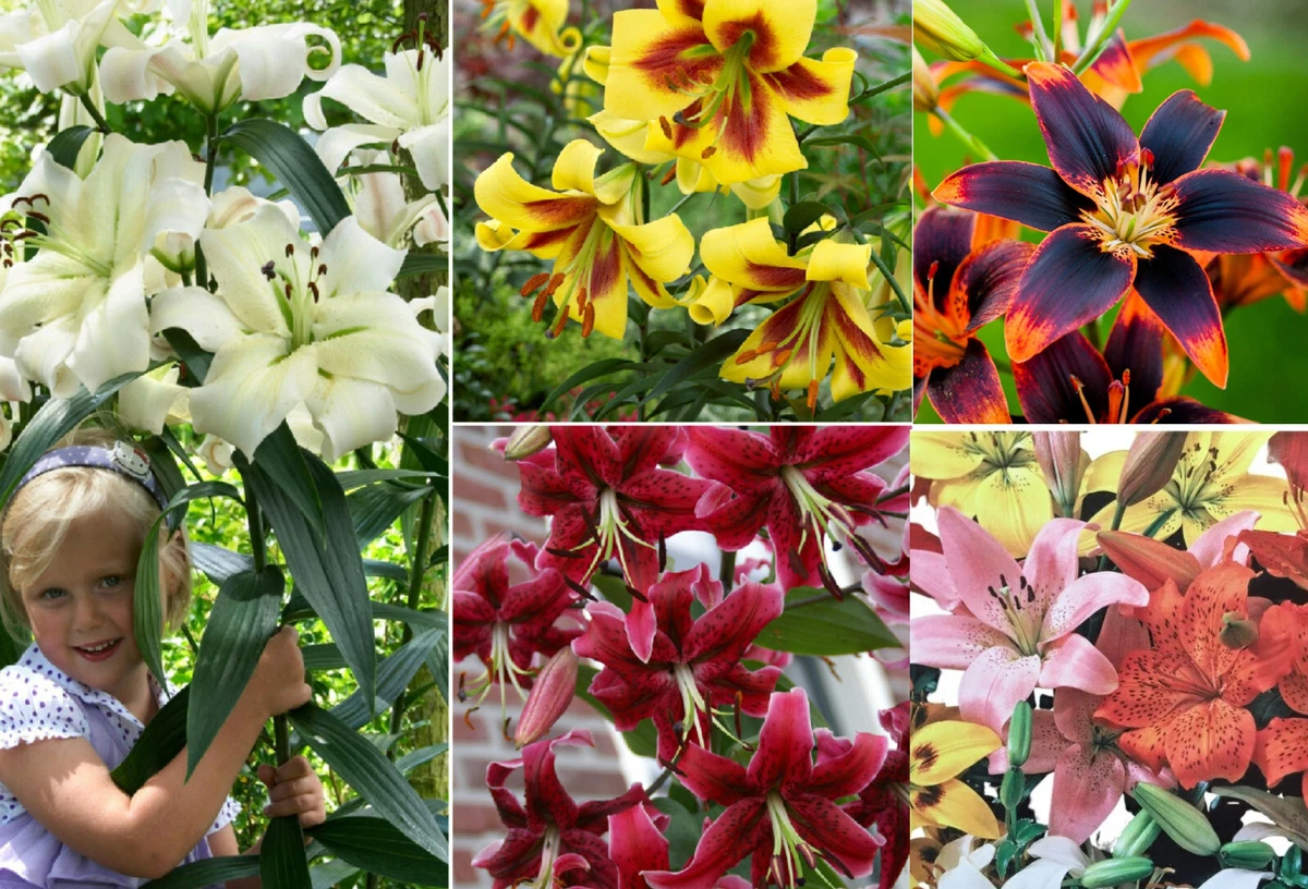 Perennial lilies 2024