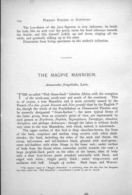 Antiker alter Druck Elster Mannikin männlich weiblich Amauresthes Fringilloides 1899