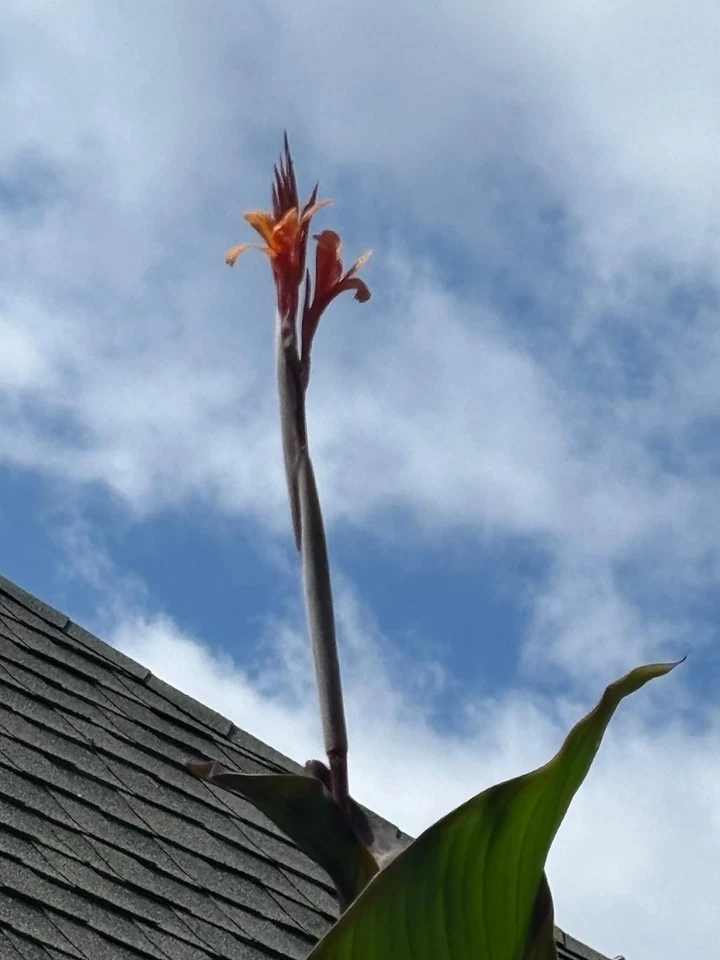 Achira Canna Edulis Tubers Edible Ornamental Canna Lily-2 Tubers - Image 2 of 2