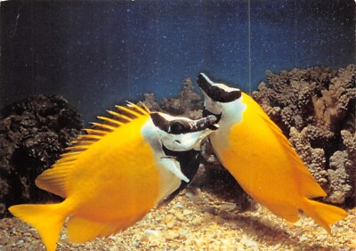 ATHENA GREAT BARRIER REEF AUSTRALIEN POSTKARTE KONTINENTALE GRÖSSE GEBRAUCHT GUT PLUS