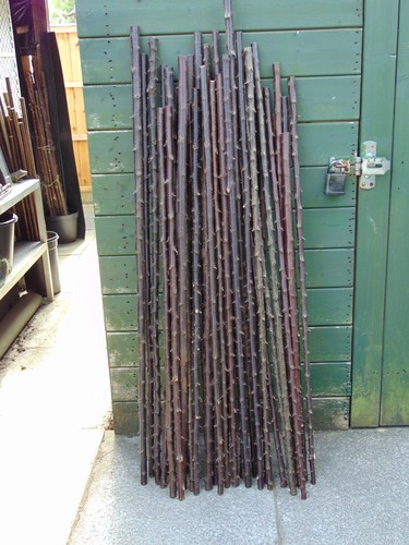 The FORESTER, SEASONED & STRAIGHTENED HAZEL & BLACKTHORN WALKING STICK SHANKS - Picture 9 of 15
