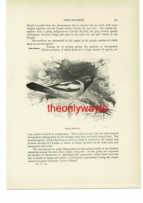 Orange Troupial, (Urraca Jay auf Rückseite), Buchillustration (Druck), um 1916