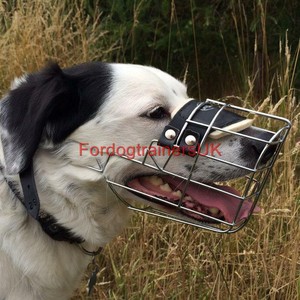 border collie muzzle