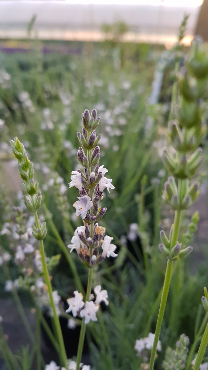 Lavandula intermedia Edelweiss arbuste d'ornement pour jardin contemporain