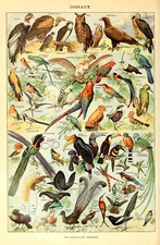 VINTAGE BIRDS CHART A4 POSTER PRINT