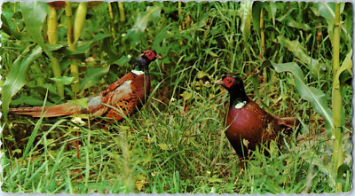 Ring Necked Pheasants Postcard Posted 1986