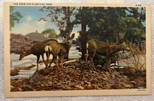 Vintage Postcard! The Deer Are Plentiful Here! Chicago, Illinois! Oc2635