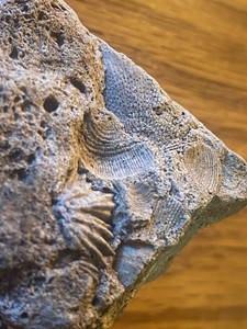 fossil Of Scyphocrinites crinoids and associated brachiopods From Kentucky