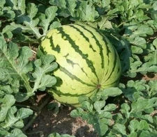 DIXIE QUEEN WATERMELON SEEDS 20+ garden FRUIT AVG WT 30-50 LBS FREE SHIPPING