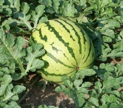 #ad DIXIE QUEEN WATERMELON SEEDS 20 garden FRUIT AVG WT 30 50 LBS FREE SHIPPING $1.95
