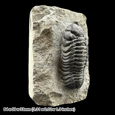 Phacops Trilobit Fossil A Klasse Devon Marokko Taboumakhlouf Formation