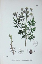 Original Old Antique Print Botany Plants C1902 Common Fool'S Parsley