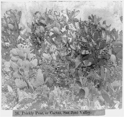Photo:Prickly Pear, or Cactus, San Jose Valley
