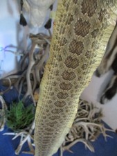 rattlesnake skin prairie rattle snake hide SOFT TANNED wrap pen blanks 33 in H5