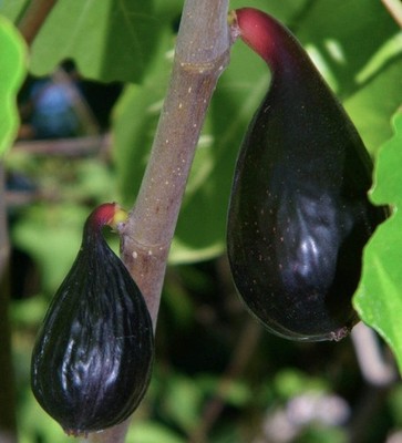 Ficus carica cv PANTERA NERA ex TAURO 80-110cm | Common fig | Edible fig - Commo