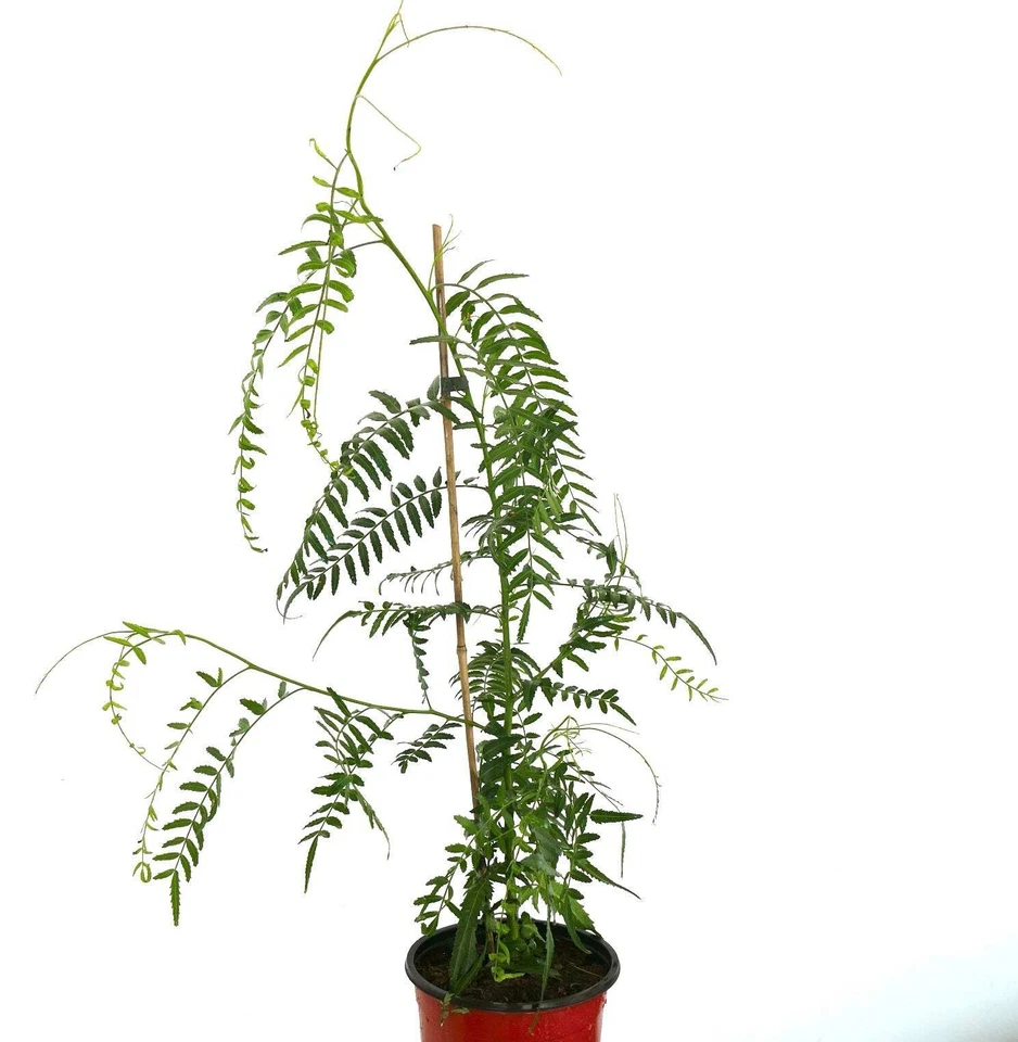 Schinus molle - Pfefferbaum | Peruanischer Pfefferbaum - Bild 3 von 3