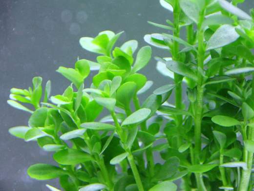 Brahmi Herb Seeds Bacopa Monnieri 35+ Seeds Bacopa Monnieri (Brahmi) Seeds   35+ Water Hyssop Seeds For Planting | Ayurvedic Herb For Brain Health,  Stress Relief & More Natural Brain Health Seeds