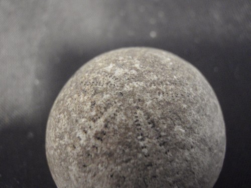 3 fossili svedesi - Foto 3 di 5