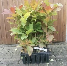 10 Stück XXL Topfpflanzen Raketen Roteiche  40-60cm