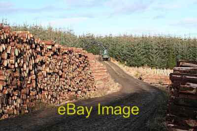 Foto 6x4 Holzstapel Ardonald Bäume aus dem Wald hinter m c2008