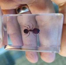 Real RED FIRE ANT Bug Insect Preserved in Resin Paperweight Animal Taxidermy