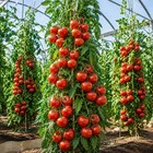 10 Tall UK Money Maker Tomato Seeds Blight Resistant High Yield Outdoor Heirloom