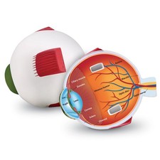 Multi Color Human Eye Model Kit For Biology E...