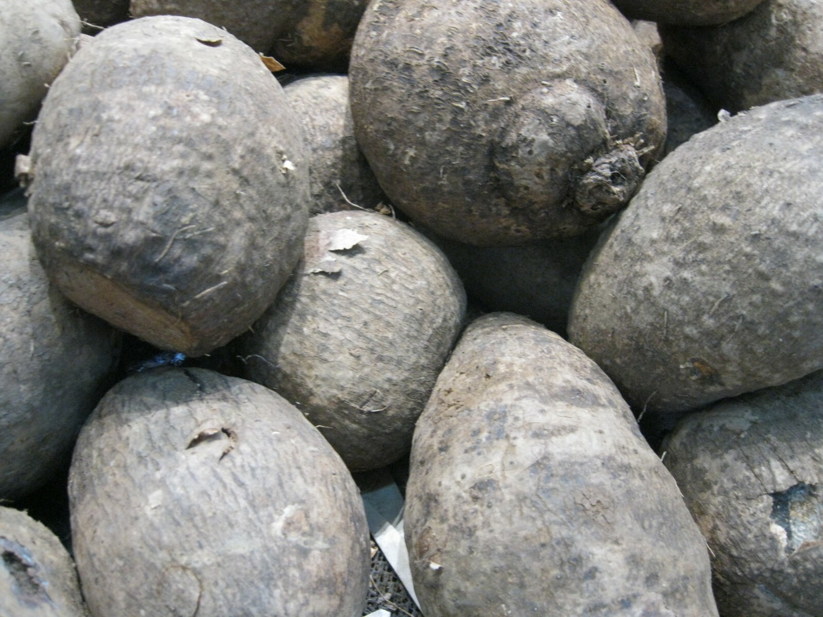 2 Pounds Name Root Tuber Costa Rican Guinea yam vegetable edible potato