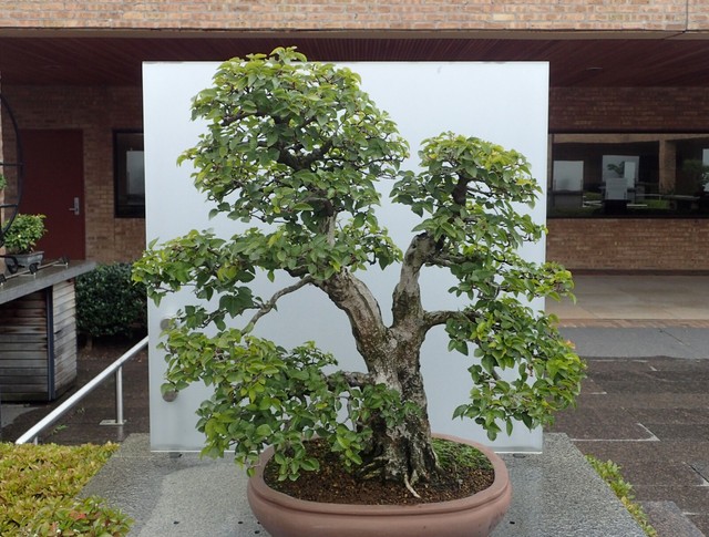 Korean Hornbeam Carpinus Turczaninowii 30 Bonsai Seeds For Sale Online Ebay