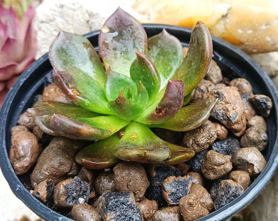 Echeveria Black Prince rare succulent cactus cacti live plant free gift - Image 2 of 4