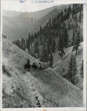 1963 Press Photo Bill Howerton leads pack train up trail in Salmon River Canyon.