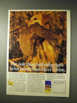 1990 Field Trial Maxi-trition Dog Food Ad, In His Mouth