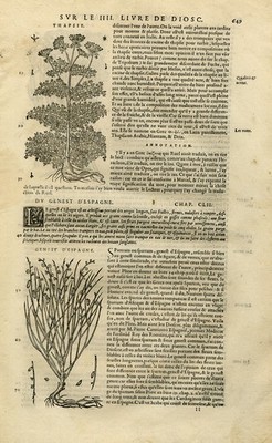 Antiker Druck-Botanik-Tödliche Karotte-Spanischer Besen-Mattioli-S. 649-Anonym-1572