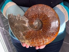 Large A Grade Polished Ammonite – Cleoniceras with bespoke stand