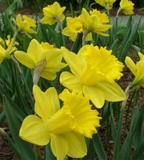 25 - Giant King Alfred TRUMPET DAFFODIL Narcissus Flower Bulbs / 4 Inch + Blooms