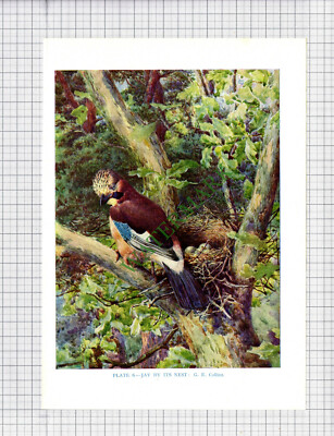 9534) JAY G E Collins - 1966 Bird Book Print