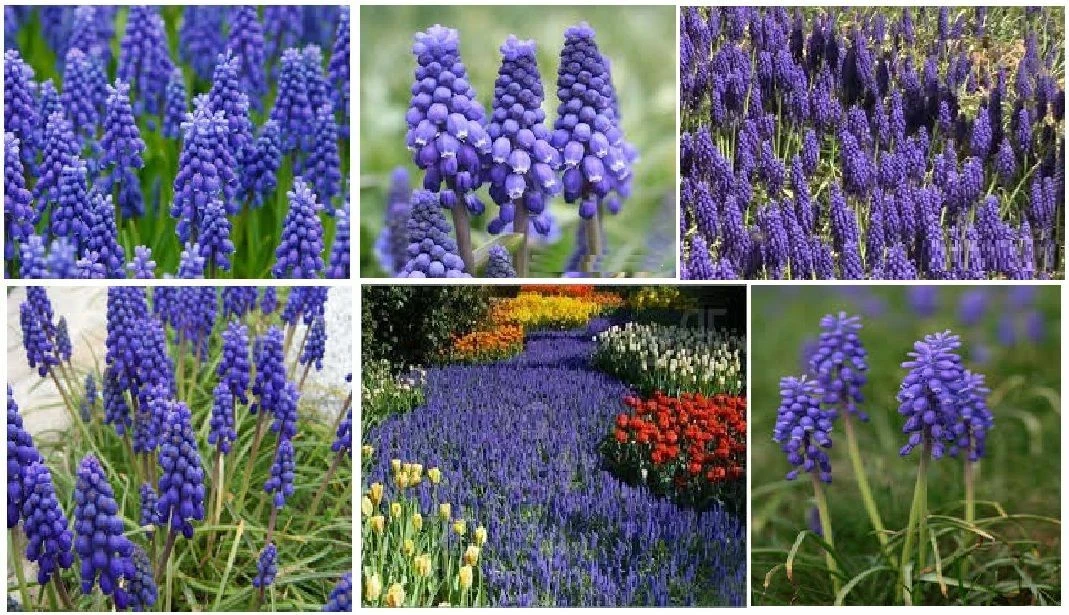 HOME GROWN Grape Hyacinth Seeds
