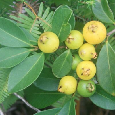 20 Yellow Lemon Guava seeds. The fruit tasted great | UK 20 Yellow Lemon Guava seeds. The fruit tasted great | UK