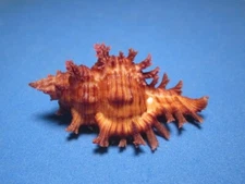 Chicoreus jessicae Houart, 2008 "DEEP WATER"  (57.2mm)