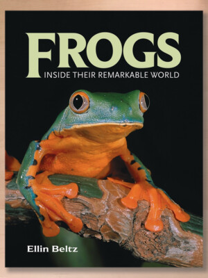 Frogs : Inside Their Remarkable World by Ellin Beltz (2009, Trade Paperback)