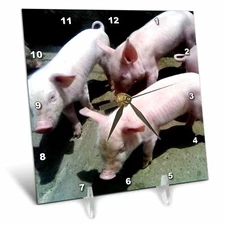 3dRose 3 Baby Pigs - Desk Clock, 6 by 6-Inch (dc_50176_1) 6" x 6"