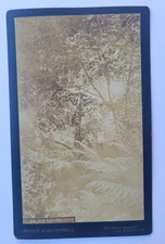 1890 CABINET PHOTO FERN GLEN RUBIO CANYON LOS ANGELES CALIFORNIA PIERCE MCCONNEL