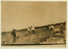 8" x 10" 1914 child labor photo: Raker on a Wisconsin cranberry marsh